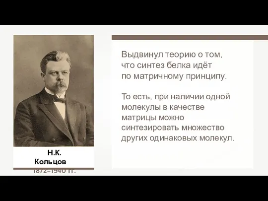 Н.К. Кольцов 1872–1940 гг. Выдвинул теорию о том, что синтез белка идёт