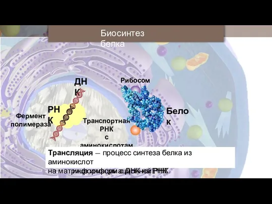 Биосинтез белка ДНК Транспортная РНК с аминокислотами Рибосомы Белок Трансляция — процесс