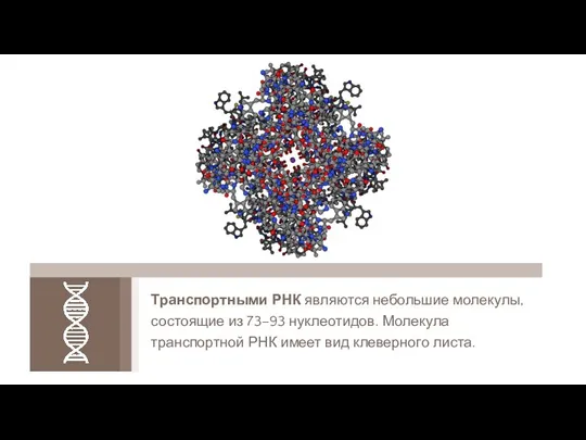 Транспортными РНК являются небольшие молекулы, состоящие из 73–93 нуклеотидов. Молекула транспортной РНК имеет вид клеверного листа.