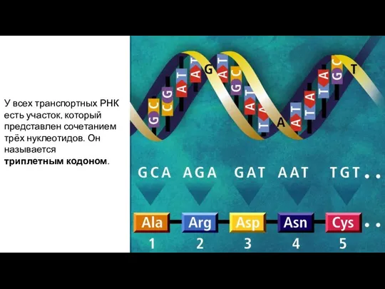 У всех транспортных РНК есть участок, который представлен сочетанием трёх нуклеотидов. Он называется триплетным кодоном.