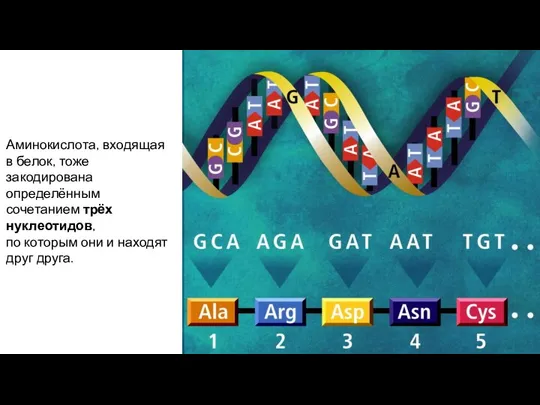 Аминокислота, входящая в белок, тоже закодирована определённым сочетанием трёх нуклеотидов, по которым