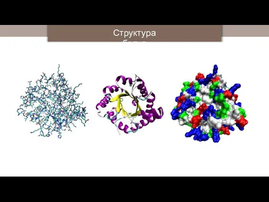 Структура белка