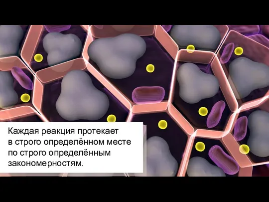 Каждая реакция протекает в строго определённом месте по строго определённым закономерностям.