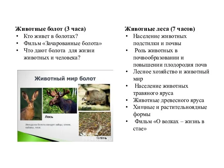 Животные болот (3 часа) Кто живет в болотах? Фильм «Зачарованные болота» Что