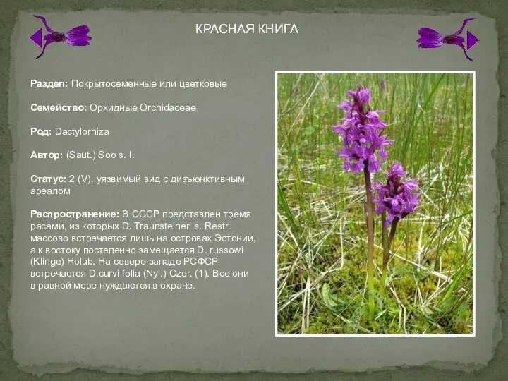 КРАСНАЯ КНИГА Раздел: Покрытосеменные или цветковые Семейство: Орхидные Orchidaceae Род: Dactylorhiza Автор: