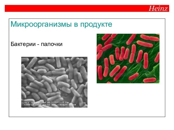 Heinz Микроорганизмы в продукте Бактерии - палочки