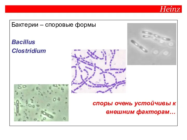 Heinz Бактерии – споровые формы Bacillus Clostridium споры очень устойчивы к внешним факторам…