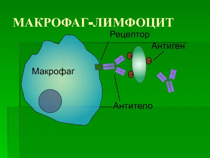 МАКРОФАГ-ЛИМФОЦИТ