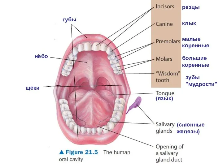 (язык) (слюнные железы) зубы "мудрости" малые коренные большие коренные клык резцы нёбо губы щёки