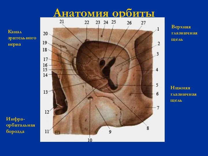 Анатомия орбиты Нижняя глазничная щель Верхняя глазничная щель Канал зрительного нерва Инфра- орбитальная борозда