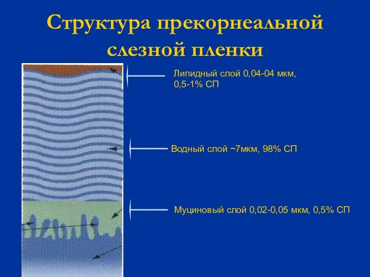 Структура прекорнеальной слезной пленки Липидный слой 0,04-04 мкм, 0,5-1% СП Водный слой
