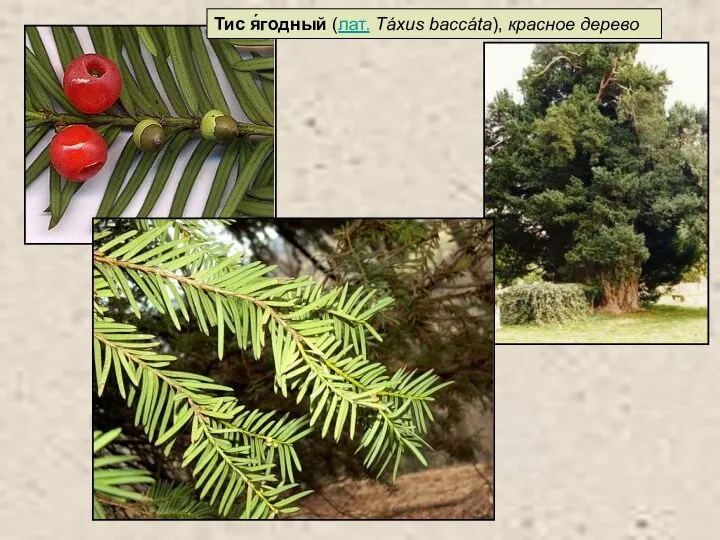 Тис я́годный (лат. Táxus baccáta), красное дерево
