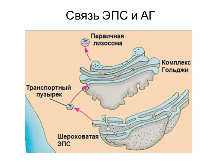 Связь ЭПС и АГ