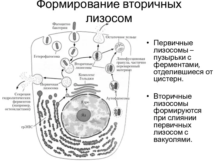 Формирование вторичных лизосом Первичные лизосомы – пузырьки с ферментами, отделившиеся от цистерн.