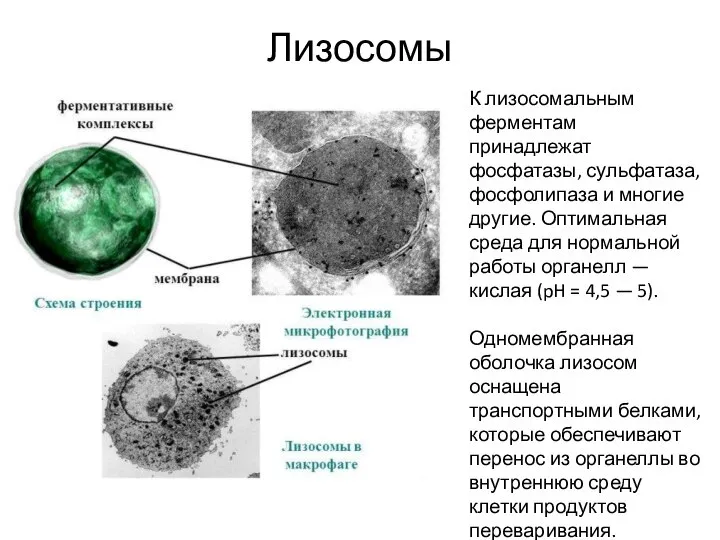 Лизосомы К лизосомальным ферментам принадлежат фосфатазы, сульфатаза, фосфолипаза и многие другие. Оптимальная