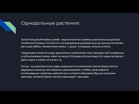 Однодольные растения: Лопух большой (Репейник, репей) - вид многолетних травяных растений из