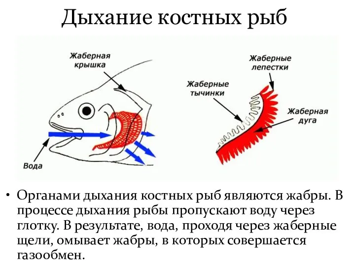 Дыхание костных рыб Органами дыхания костных рыб являются жабры. В процессе дыхания