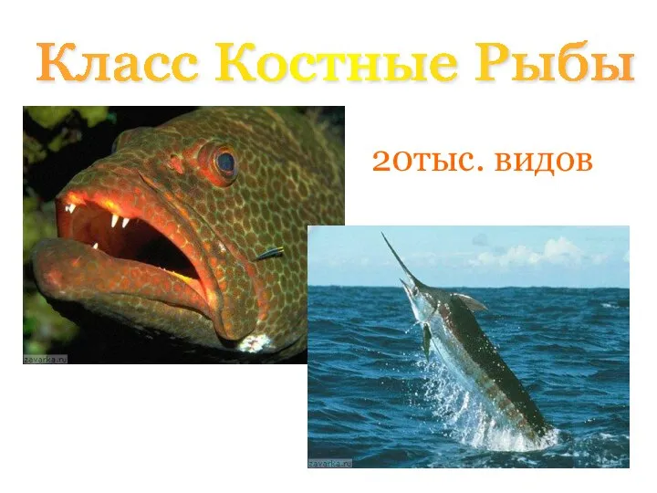 Класс Костные Рыбы 20тыс. видов