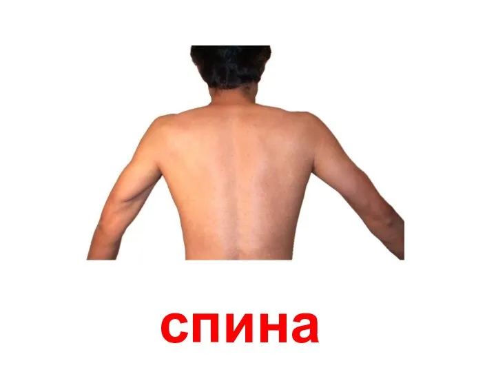 спина