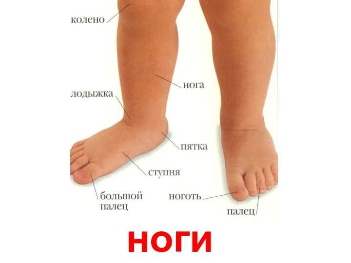 ноги