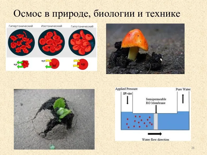 Осмос в природе, биологии и технике