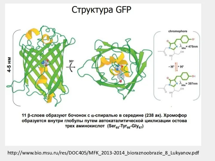 http://www.bio.msu.ru/res/DOC405/MFK_2013-2014_bioraznoobrazie_8_Lukyanov.pdf