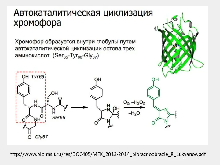 http://www.bio.msu.ru/res/DOC405/MFK_2013-2014_bioraznoobrazie_8_Lukyanov.pdf