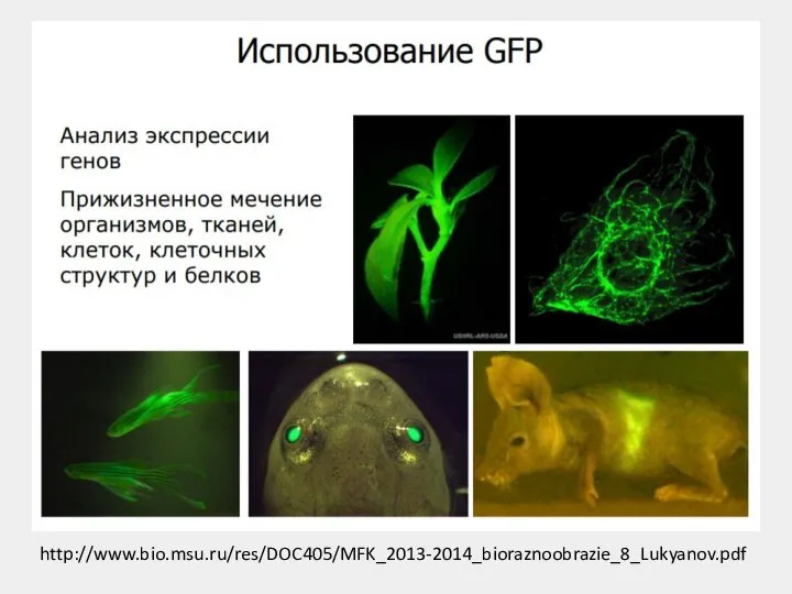 http://www.bio.msu.ru/res/DOC405/MFK_2013-2014_bioraznoobrazie_8_Lukyanov.pdf