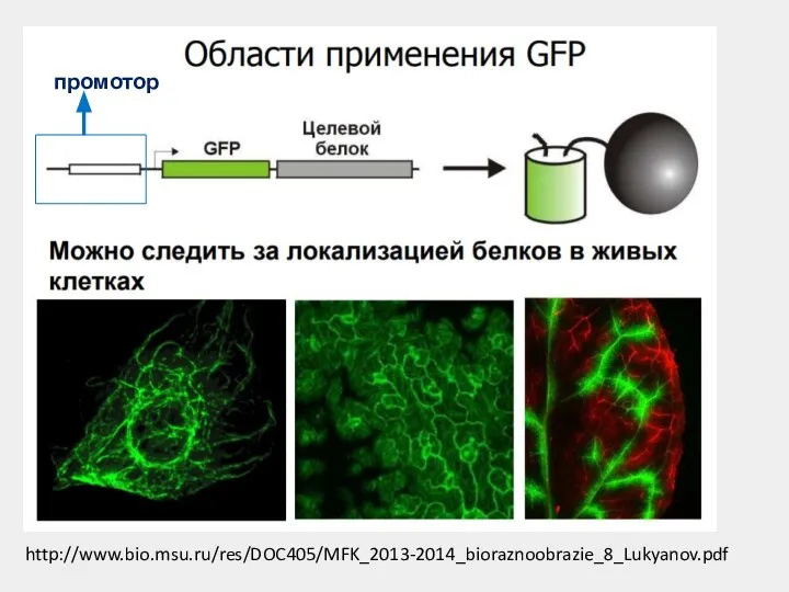 http://www.bio.msu.ru/res/DOC405/MFK_2013-2014_bioraznoobrazie_8_Lukyanov.pdf промотор