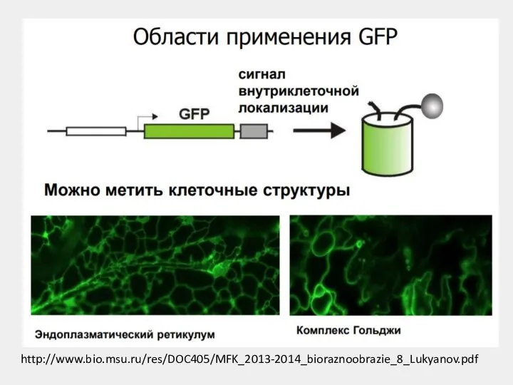 http://www.bio.msu.ru/res/DOC405/MFK_2013-2014_bioraznoobrazie_8_Lukyanov.pdf