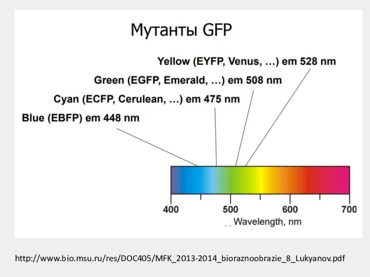 http://www.bio.msu.ru/res/DOC405/MFK_2013-2014_bioraznoobrazie_8_Lukyanov.pdf