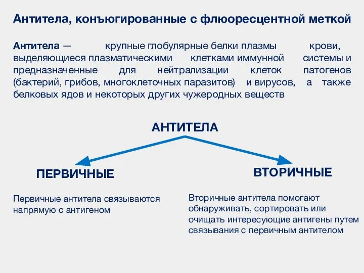 Антитела, конъюгированные с флюоресцентной меткой Антитела — крупные глобулярные белки плазмы крови,