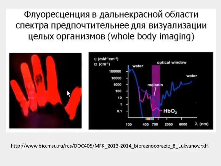 http://www.bio.msu.ru/res/DOC405/MFK_2013-2014_bioraznoobrazie_8_Lukyanov.pdf