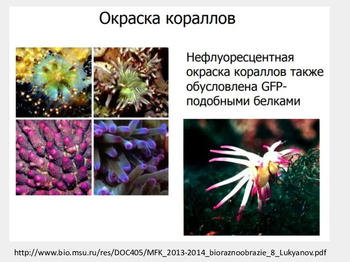 http://www.bio.msu.ru/res/DOC405/MFK_2013-2014_bioraznoobrazie_8_Lukyanov.pdf