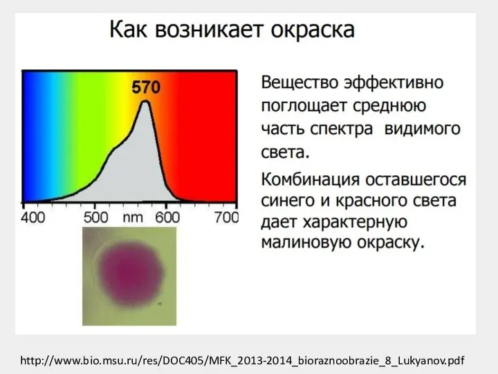 http://www.bio.msu.ru/res/DOC405/MFK_2013-2014_bioraznoobrazie_8_Lukyanov.pdf