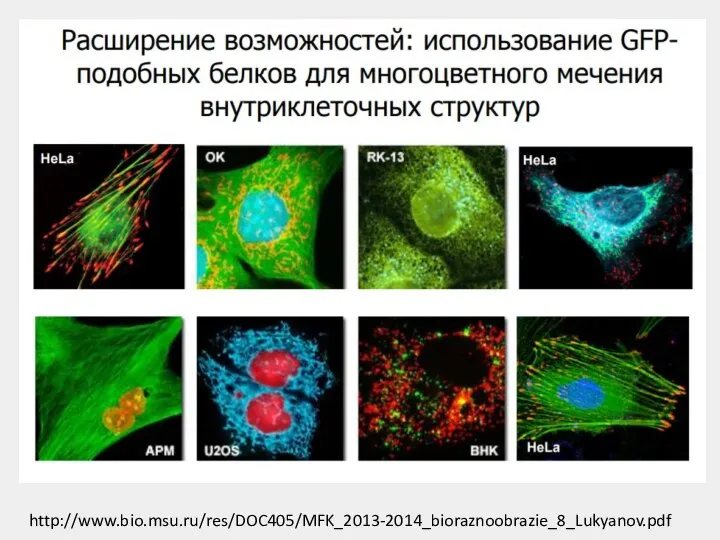 http://www.bio.msu.ru/res/DOC405/MFK_2013-2014_bioraznoobrazie_8_Lukyanov.pdf