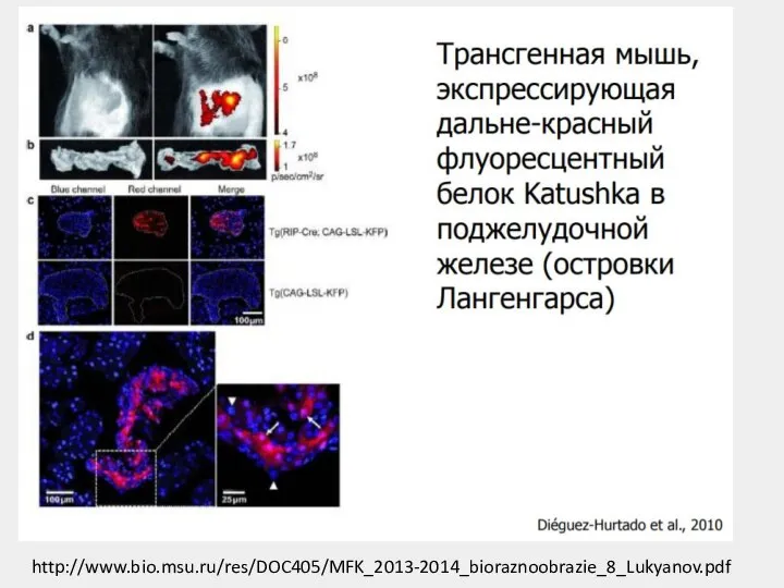 http://www.bio.msu.ru/res/DOC405/MFK_2013-2014_bioraznoobrazie_8_Lukyanov.pdf