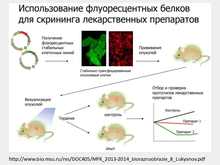 http://www.bio.msu.ru/res/DOC405/MFK_2013-2014_bioraznoobrazie_8_Lukyanov.pdf