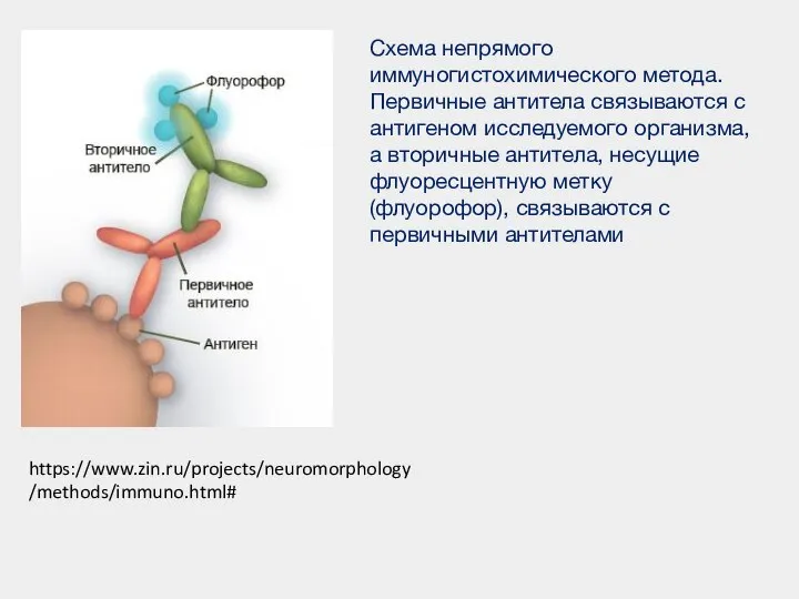 Схема непрямого иммуногистохимического метода. Первичные антитела связываются с антигеном исследуемого организма, а