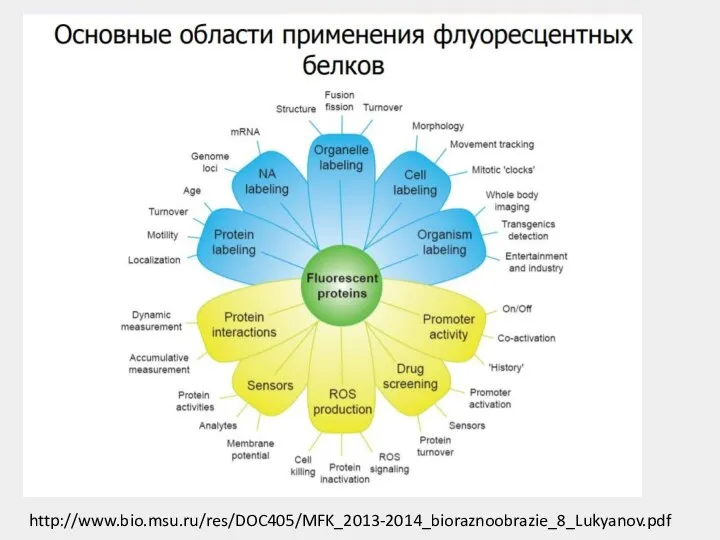 http://www.bio.msu.ru/res/DOC405/MFK_2013-2014_bioraznoobrazie_8_Lukyanov.pdf