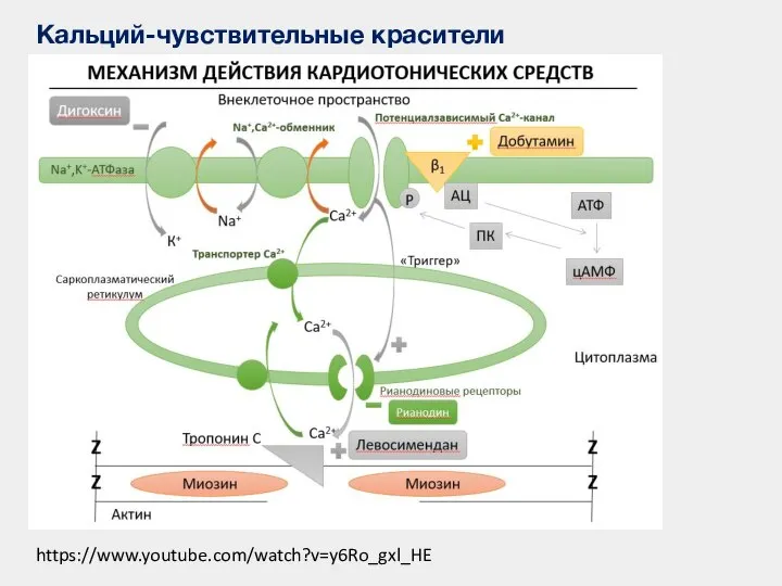 Кальций-чувствительные красители https://www.youtube.com/watch?v=y6Ro_gxl_HE