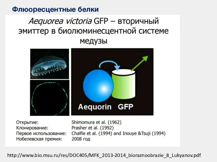 Флюоресцентные белки http://www.bio.msu.ru/res/DOC405/MFK_2013-2014_bioraznoobrazie_8_Lukyanov.pdf