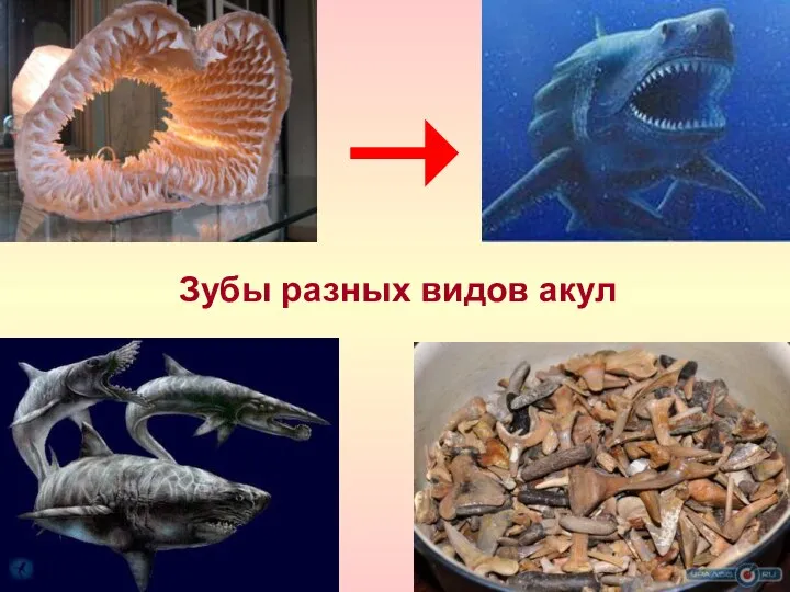 Зубы разных видов акул