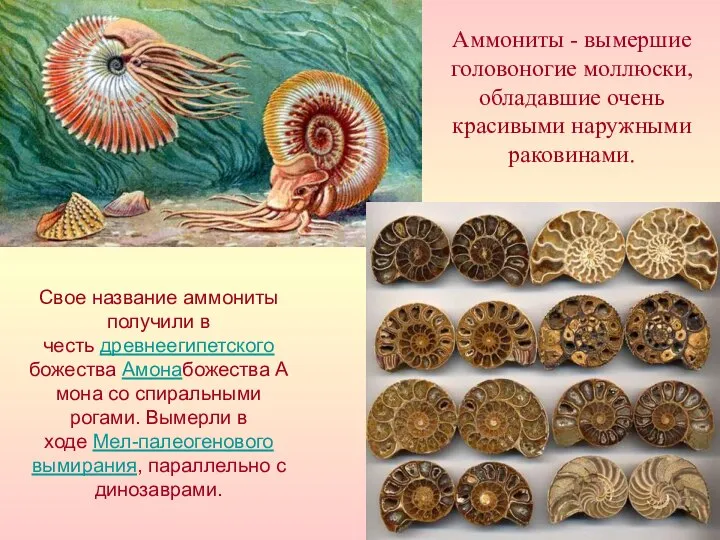 Аммониты - вымершие головоногие моллюски, обладавшие очень красивыми наружными раковинами. Свое название