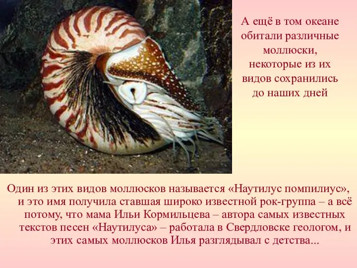 Один из этих видов моллюсков называется «Наутилус помпилиус», и это имя получила
