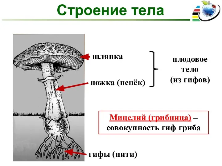 ножка (пенёк) шляпка гифы (нити) плодовое тело (из гифов) Мицелий (грибница) –