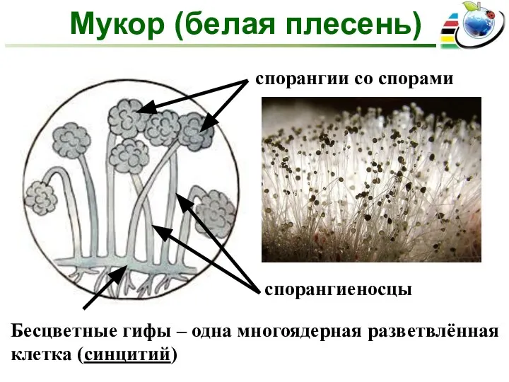 Бесцветные гифы – одна многоядерная разветвлённая клетка (синцитий) Мукор (белая плесень)