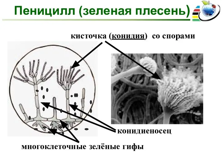 Пеницилл (зеленая плесень)