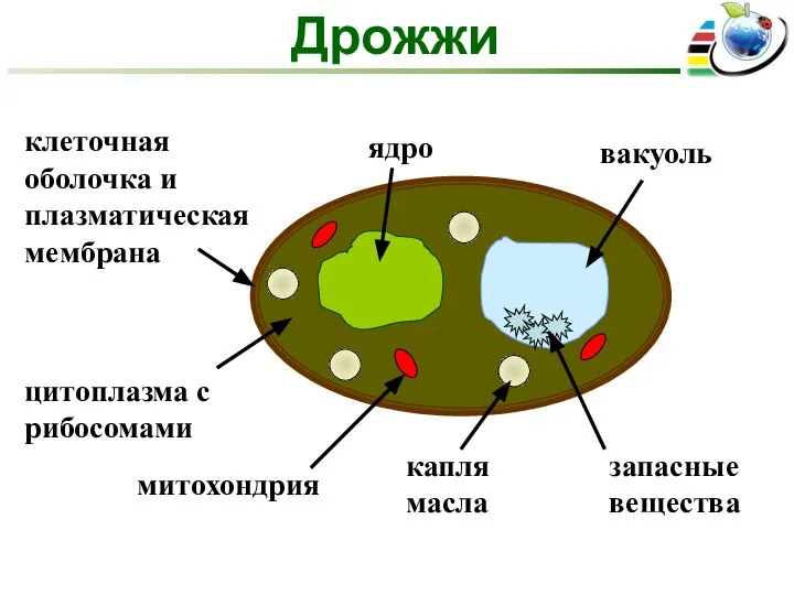 Дрожжи