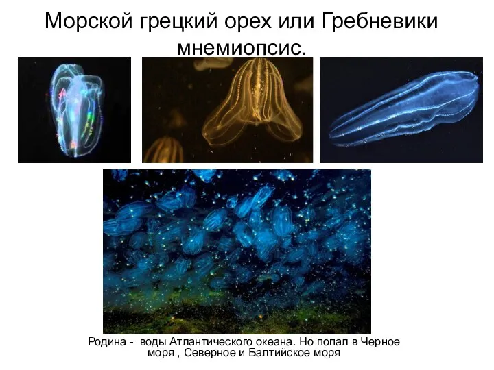 Морской грецкий орех или Гребневики мнемиопсис. Родина - воды Атлантического океана. Но